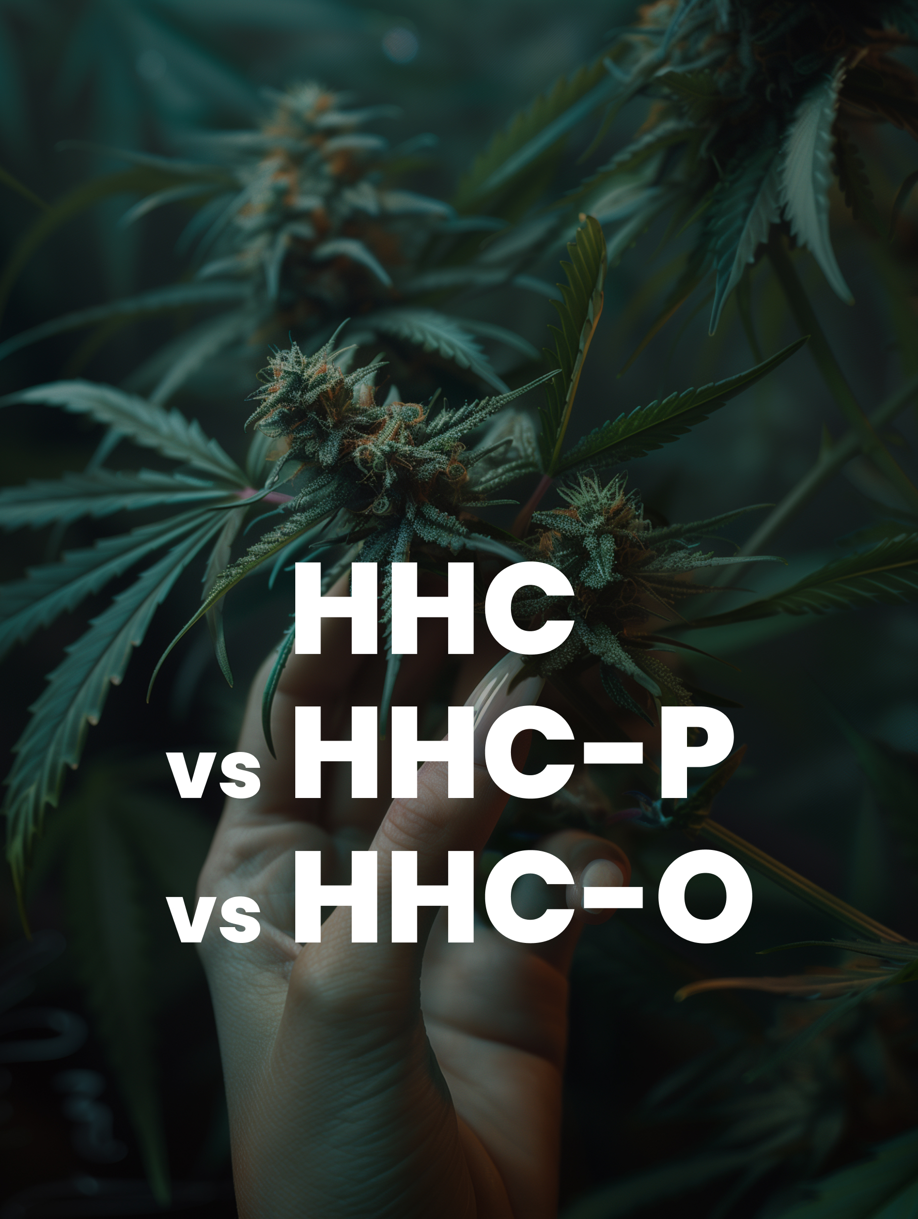 HHC vs HHCP vs HHC-O
