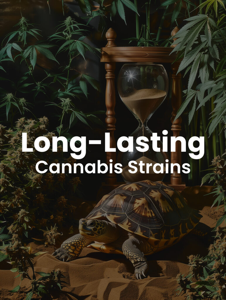 Long-Lasting Cannabis Strains