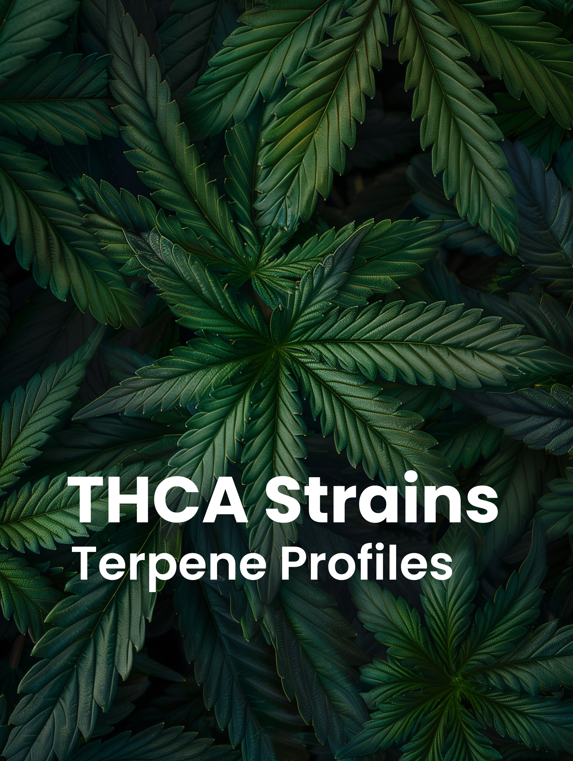 Terpene Profiles of THCA Strains