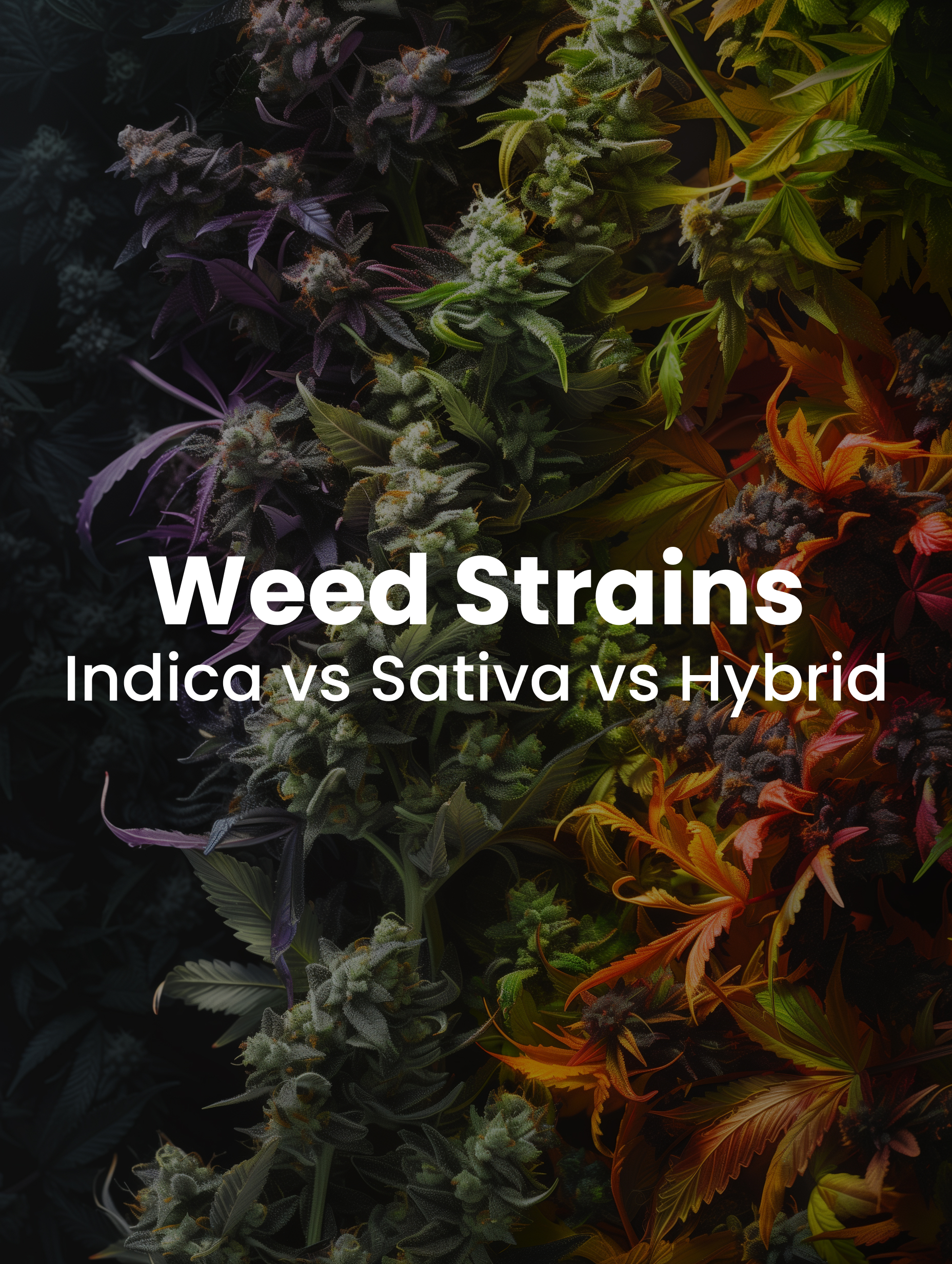 Weed Strains Indica vs Sativa vs Hybrid