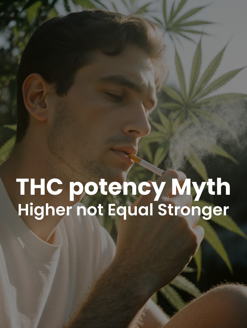 THC Potency Myth: Why Higher Percentages Don't Equal Stronger Cannabis