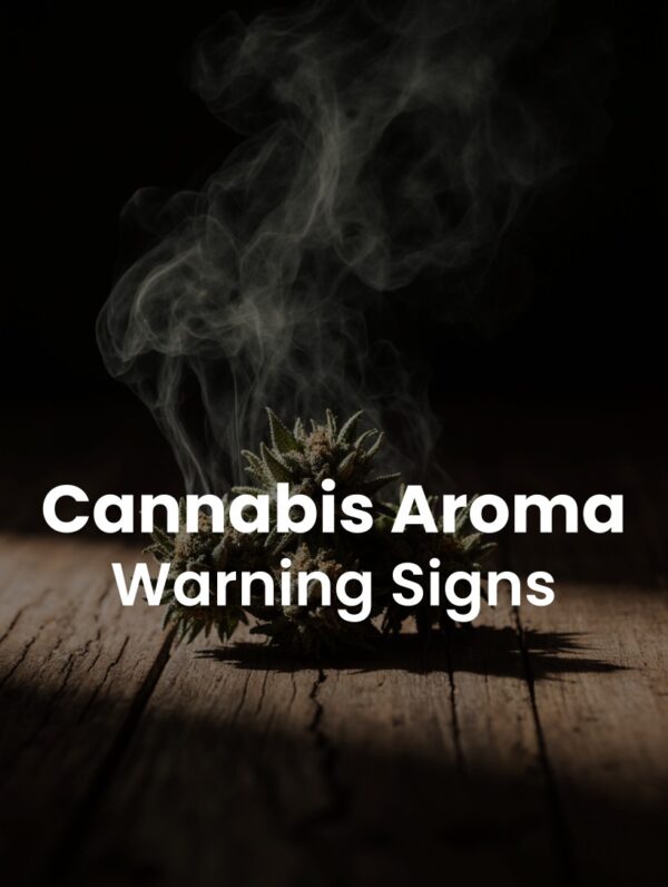 Cannabis Ammonia Smell: Warning Signs in Weed Quality
