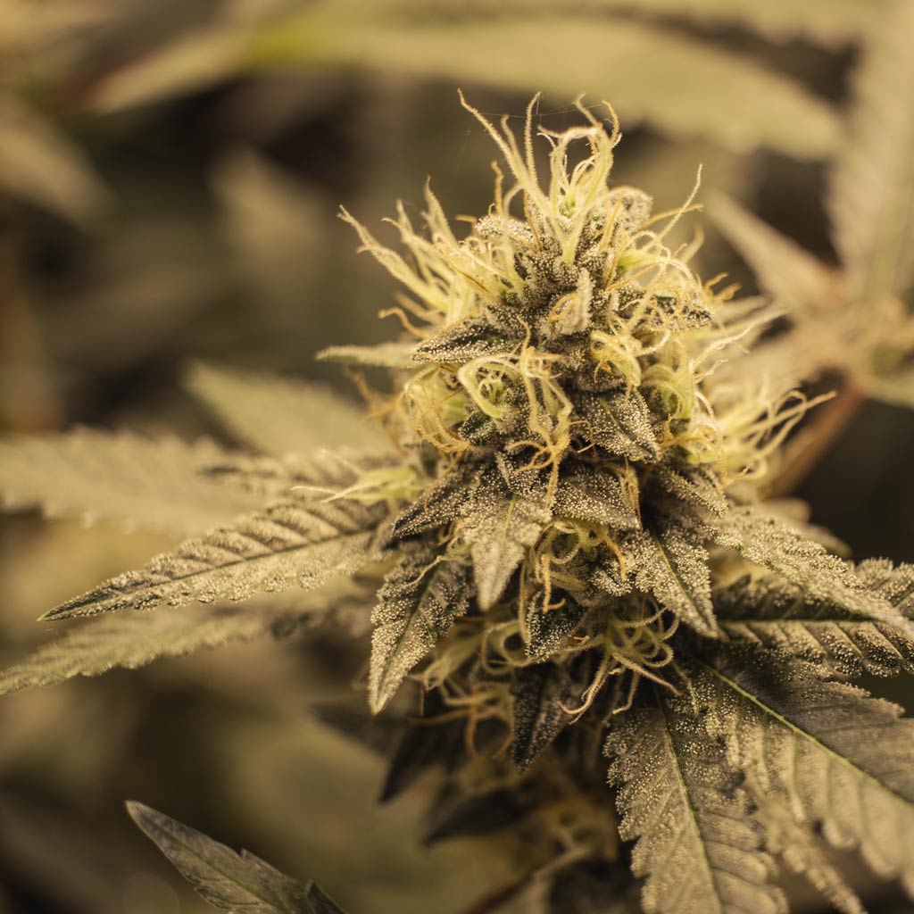 HHC cannabinoid in cannabis leaf