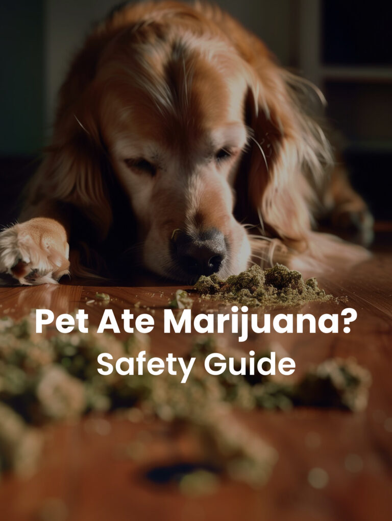 marijuana edibles dangerous for pets