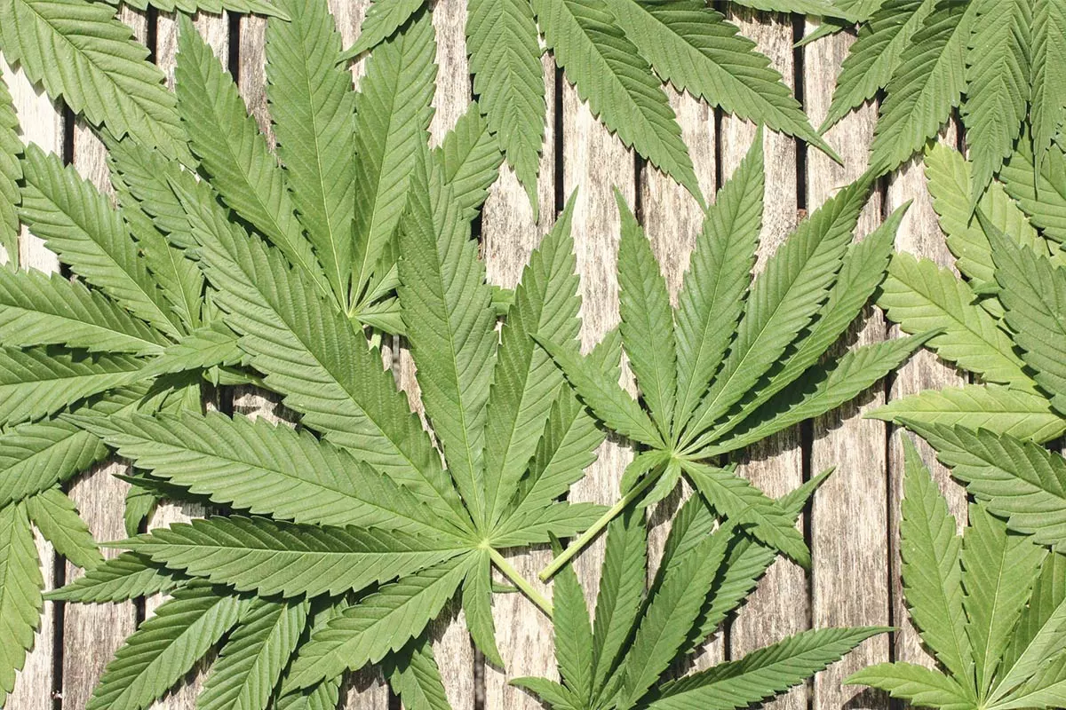 cannabis hemp leafs