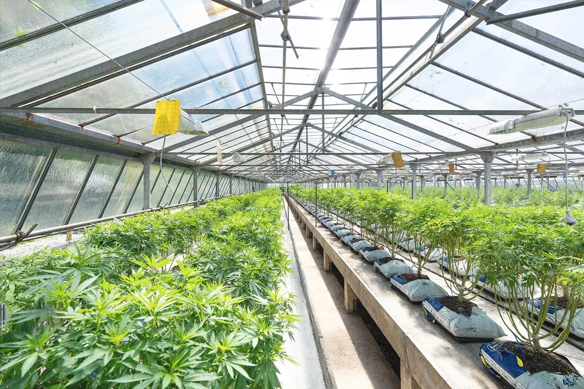 cannabis large plant